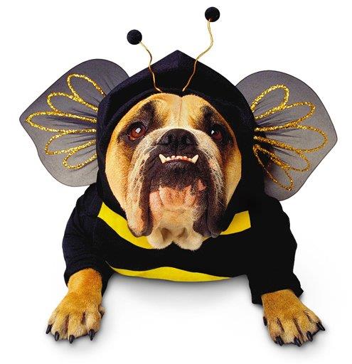 Society Trivia Question: What percentage of pet owners admit to dressing up their pets? Society Trivia Question: What percentage of pet owners admit to dressing up their pets?
