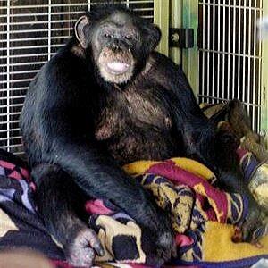 What was the name of the chimpanzee who was known for mauling the face of his owners friend back in 2009? What was the name of the chimpanzee who was known for mauling the face of his owners friend back in 2009?