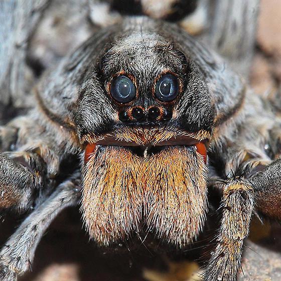 Which is the only state that recognizes a state spider?