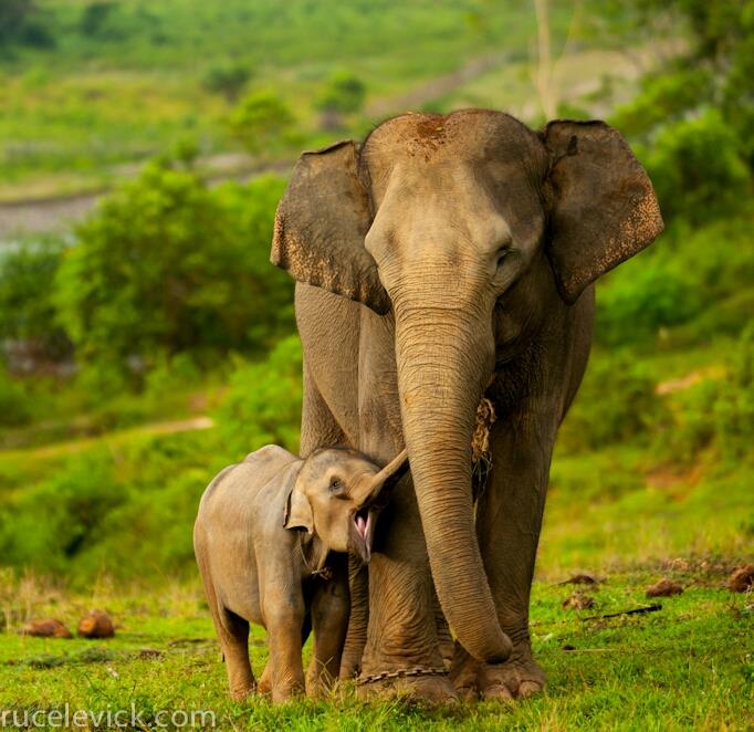 Which of the following animals is considered 'Critically Endangered'?