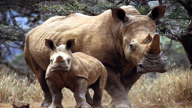 Which three substances is a rhinoceros horn primarily made of? Which three substances is a rhinoceros horn primarily made of?