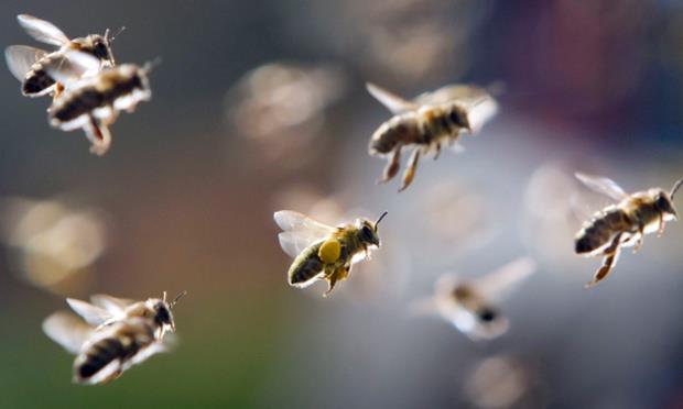History Trivia Question: Who was the first person to be attacked by Africanized Honey Bees "Killer Bees" in the United States? History Trivia Question: Who was the first person to be attacked by Africanized Honey Bees "Killer Bees" in the United States?