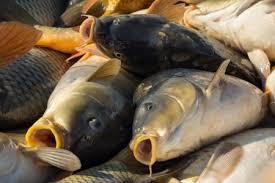 Chemical substances poisonous to fish are called ______________?
