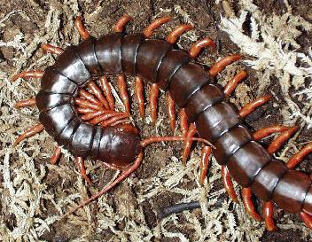 Does a centipede have an even, odd, or random number of leg segments?