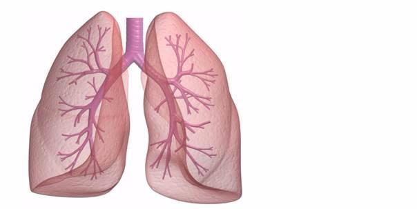 Is it true that people’s left lung inhales less amount of air that the right one?