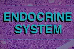 The liver is the body’s largest gland and is a vital organ that supports nearly every other organ in the body to some degree. The liver is the body’s largest gland and is a vital organ that supports nearly every other organ in the body to some degree.