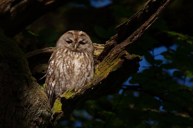 There is no single owl that makes a "Tu-whit, Tu-who" call.
