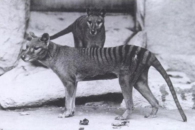 What animal is this?