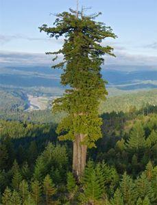 What are the tallest species of trees in the world?
