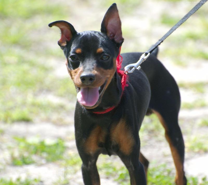 What dog breed is this?