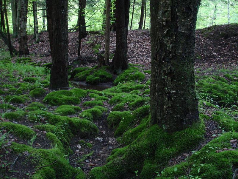 What is "peat moss"? What is "peat moss"?