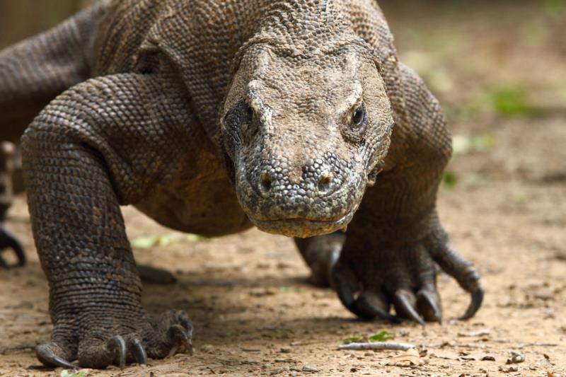 What is the heaviest lizard on Earth?