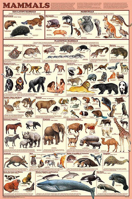 What is the only flying mammal?