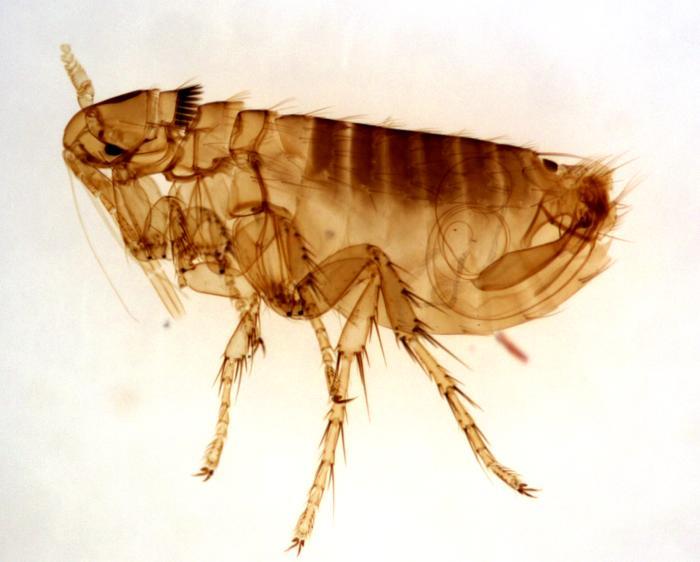 Nature Trivia Question: What is the "secret" of a fleas' ability to jump such comparatively huge distances? Nature Trivia Question: What is the "secret" of a fleas' ability to jump such comparatively huge distances?
