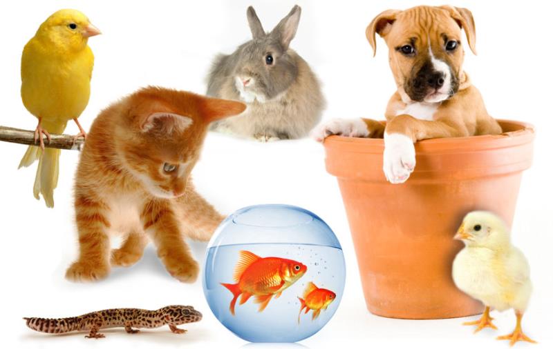 Which pet is most popular among the US in terms of animal population?