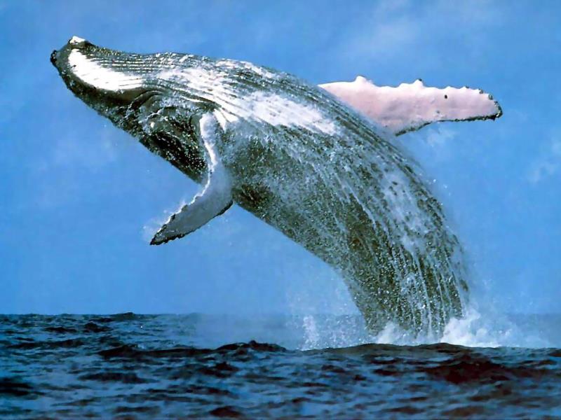 A Blue Whale has a heart roughly the size of a what?