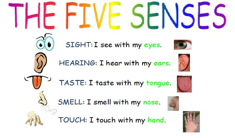 If someone is described as being 'tactile' which of the five senses does it relate to?