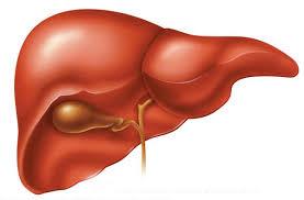 Is the liver a gland and/or an organ?