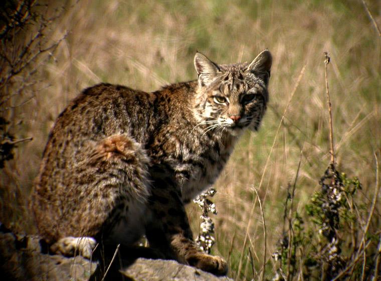 Geography Trivia Question: The bobcat is native to which continent? Geography Trivia Question: The bobcat is native to which continent?