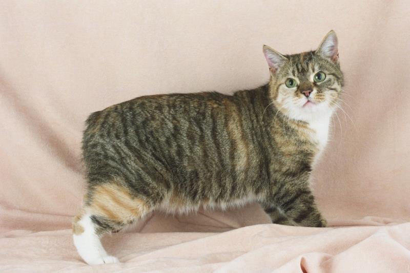 History Trivia Question: The Manx cat is a breed of domestic cat that originates from where? History Trivia Question: The Manx cat is a breed of domestic cat that originates from where?