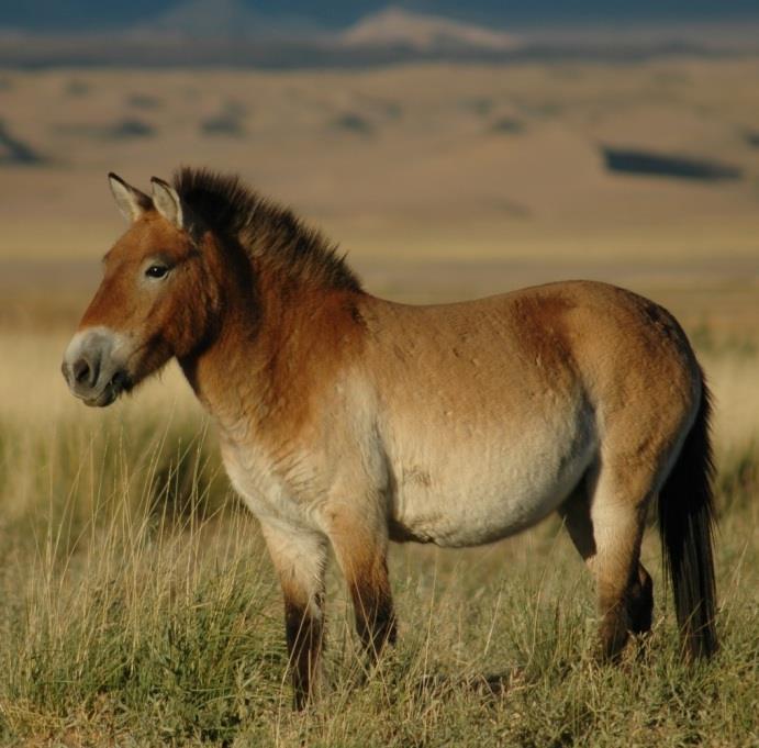 What is the only truly wild horse left in the world?