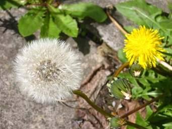 What is a diuretic? What is a diuretic?