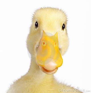 What is duck cloth? What is duck cloth?
