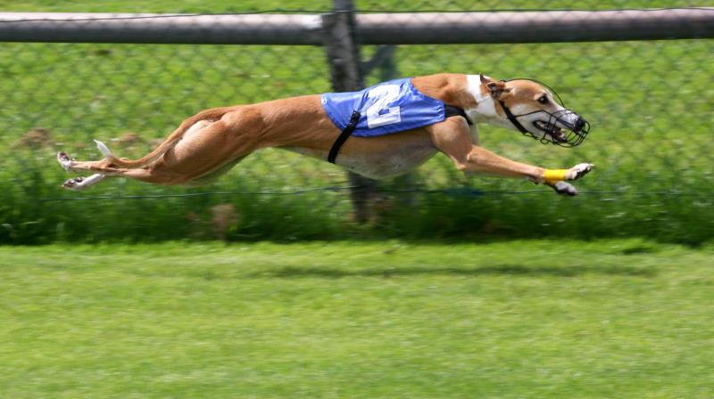 What is the fastest moving animal while hunting?