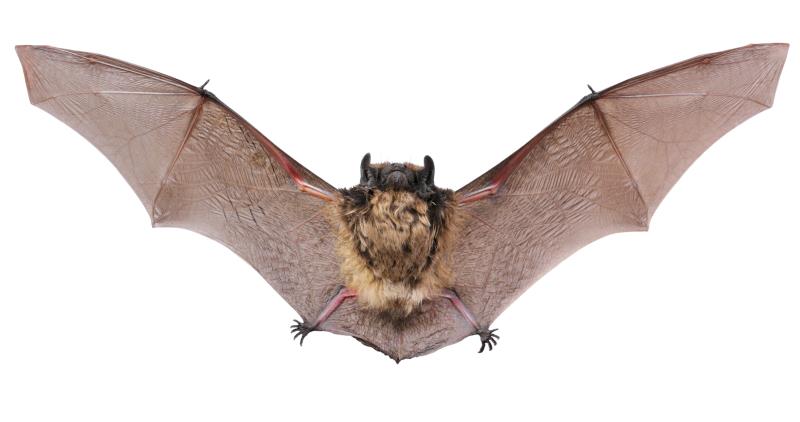 What is the wingspan of the world's largest bat? What is the wingspan of the world's largest bat?
