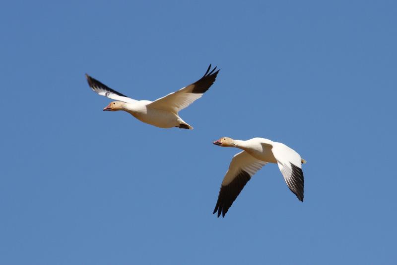 What name is given to a group of geese in the air?