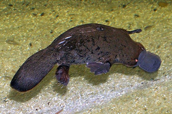 What type of mammals lays eggs?