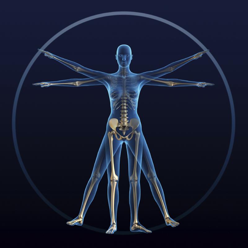 Where is the mental region of the human body?