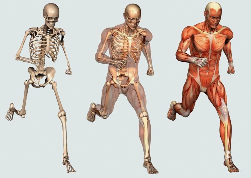 Which bone in the human skeleton is the strongest?