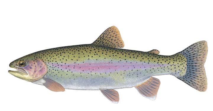 Which fish is least related to the other three?