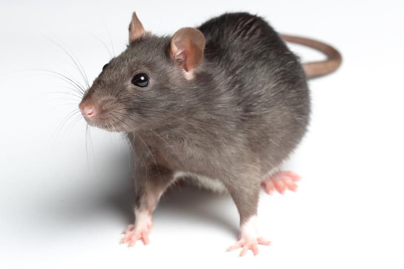 Which of the following is not a rodent?