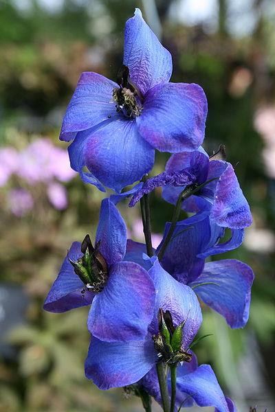 Which of these is the Birth Month flower for July?