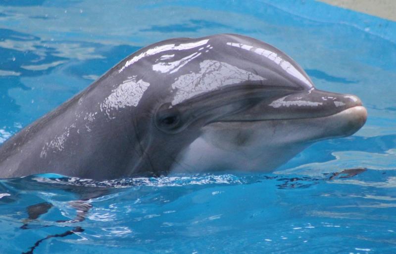 History Trivia Question: Who was the "name" star of the 1963 movie version of Flipper? History Trivia Question: Who was the "name" star of the 1963 movie version of Flipper?