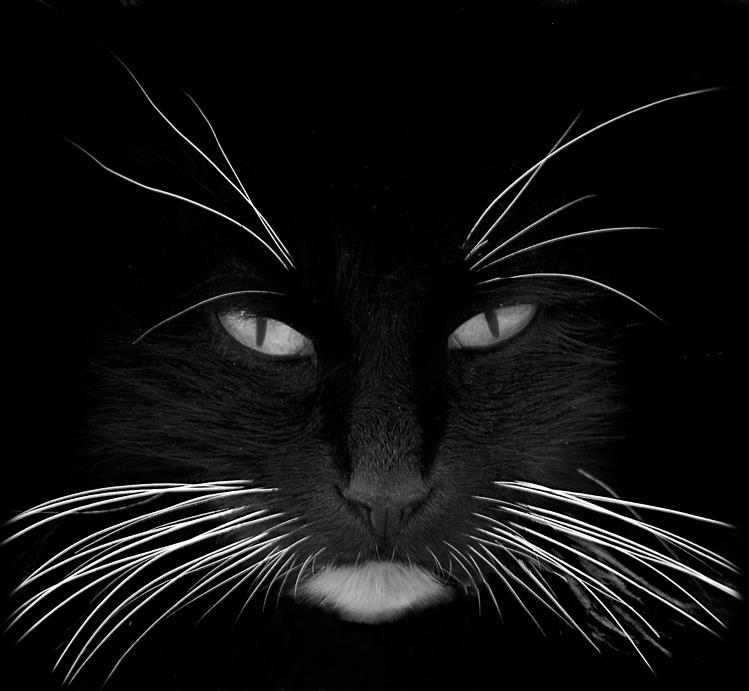 Nature Trivia Question: Why do cats have whiskers? Nature Trivia Question: Why do cats have whiskers?