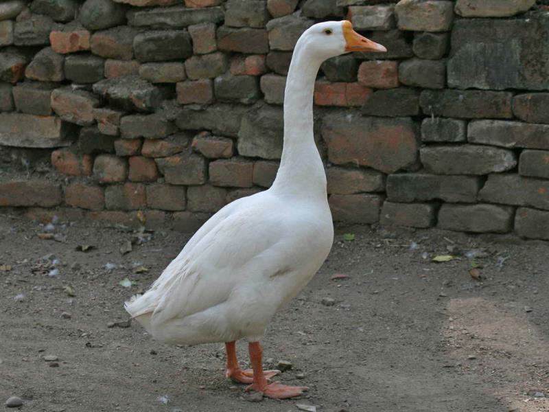 what-is-a-female-goose-called-trivia-answers-quizzclub