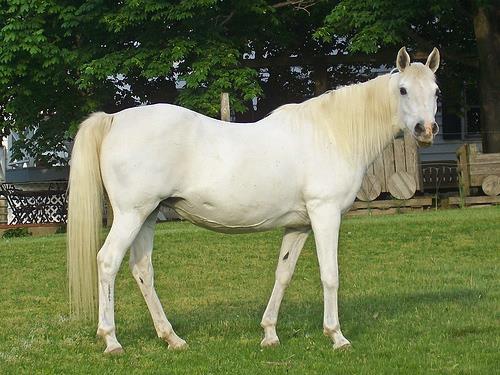 What is a female horse over 5 years old called?