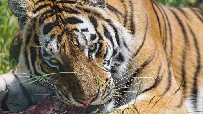 What is a group of tigers called?