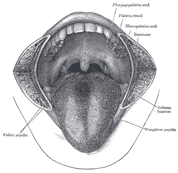 What is Glossitis? What is Glossitis?