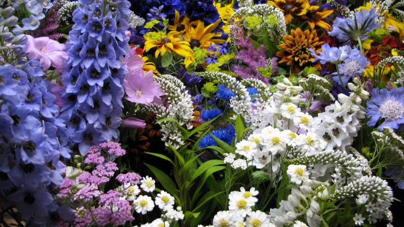 Nature Trivia Question: What is the birth flower for the month of June? Nature Trivia Question: What is the birth flower for the month of June?