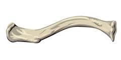 What is the medical term for the "collarbone"?