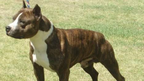What is the proper name for a "Pit Bull"?
