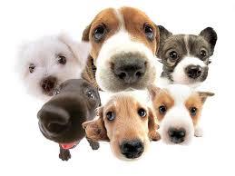 What is the tallest dog breed in the world?