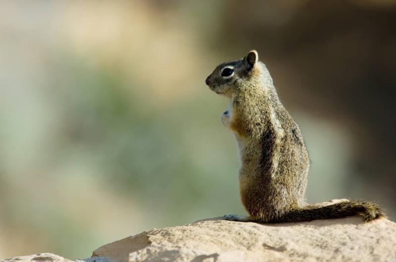 What is this animal?