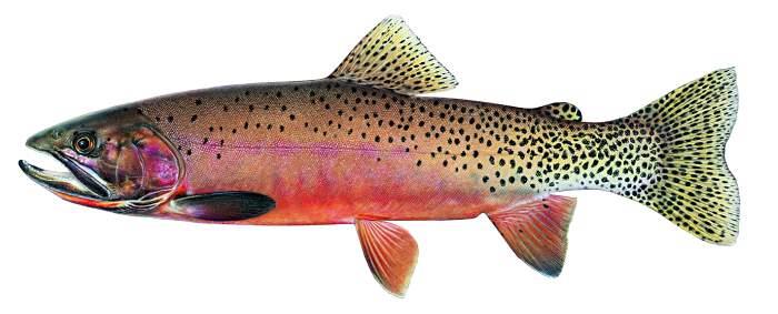 Which fish is least related to the other three?