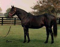 Which horse won the 1977 Triple Crown?