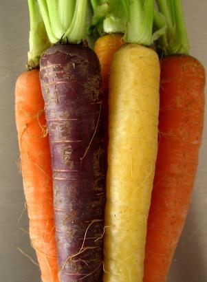 History Trivia Question: What is the reason carrots are orange? History Trivia Question: What is the reason carrots are orange?